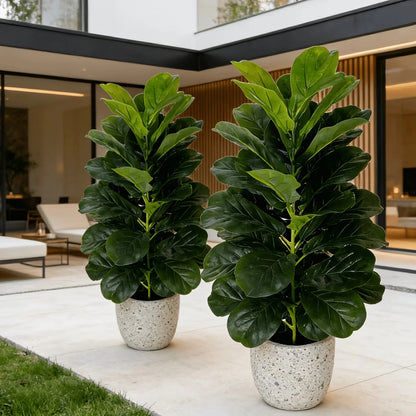 Fiddle Leaf Fig Tree/White Geometric Pot