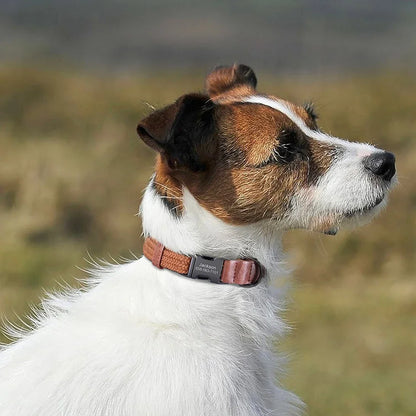 Custom Dog Collar Free Engraved Pet Name