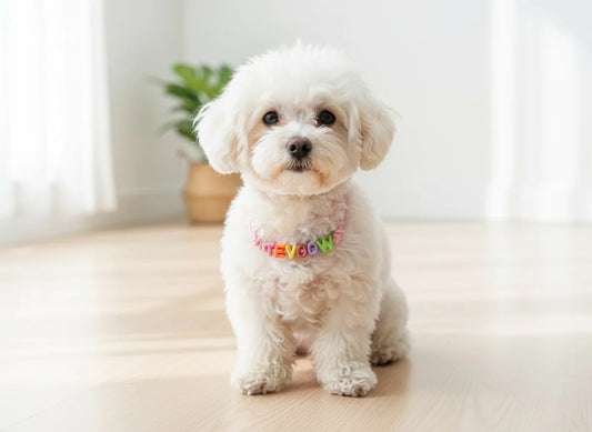 Customized Pet Name Necklace